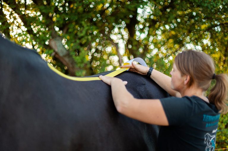 Kinesiotaping am Pferd, anlegen Tape am langen Rückenmuskel