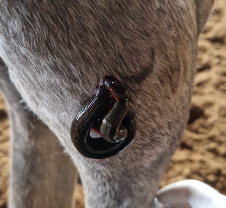 Blutegelbehandlung am Pferd