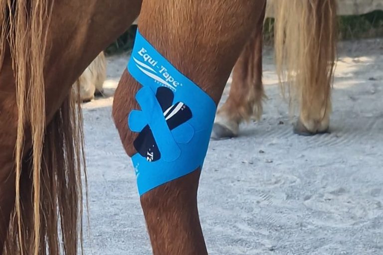 Kinesiotaping am Pferd, Sprunggelenk, Spat