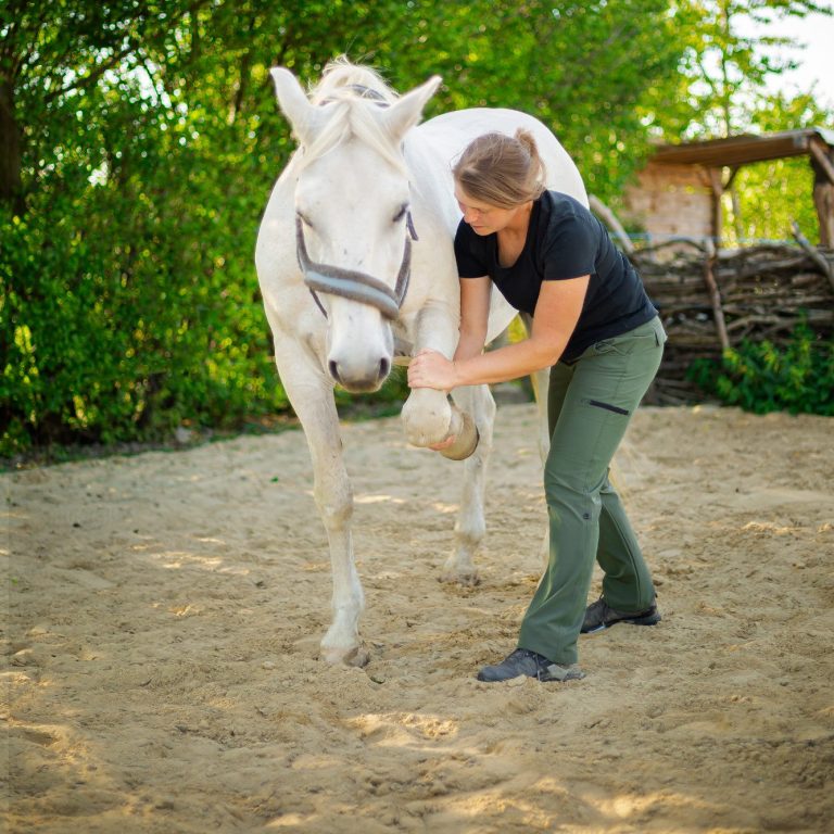 Physiotherapeutische Behandlung am Pferd