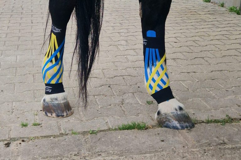 Kinesiotaping am Pferd, Gittertape, Fesselgelenk Hintergliedmaße