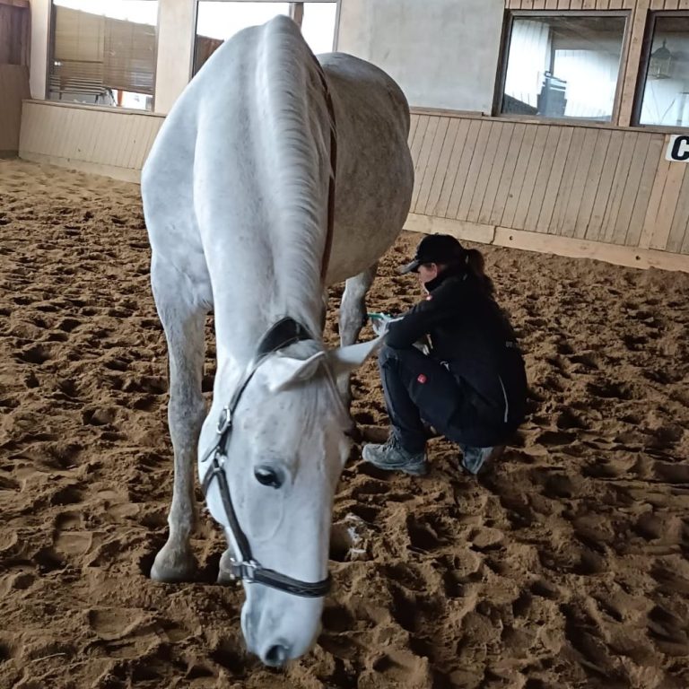 Blutegelbehandlung am Pferd