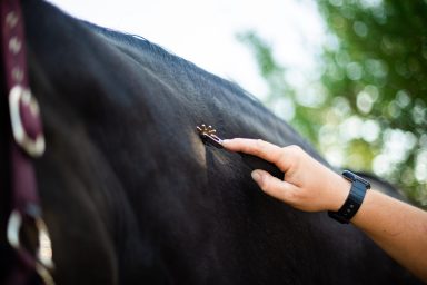 Faszientherapie am Pferd