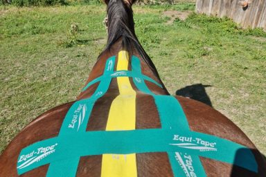Kinesiotaping am Pferd