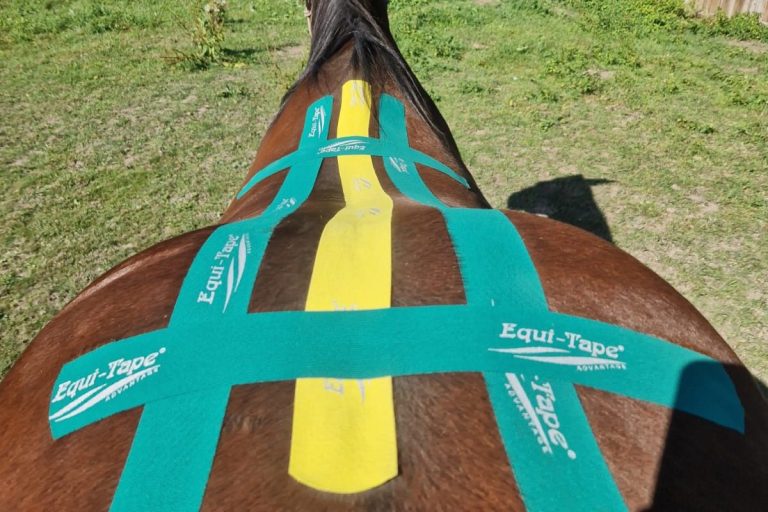 Kinesiotaping am Pferd, Anlage Rücken