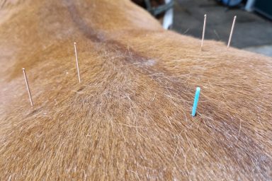 Myopunktur, Dry Needling am Pferd
