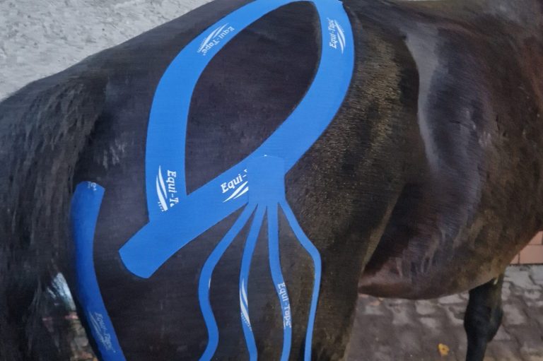 Kinesiotaping am Pferd, kombinierte Anlage Hinterhand