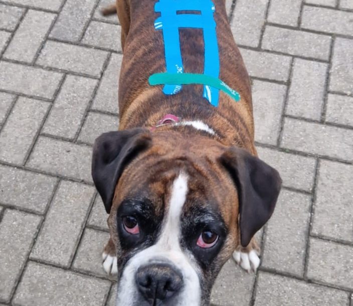 Hundephysiotherapie