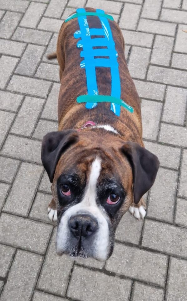 Hundephysiotherapie, Taping am Hund
